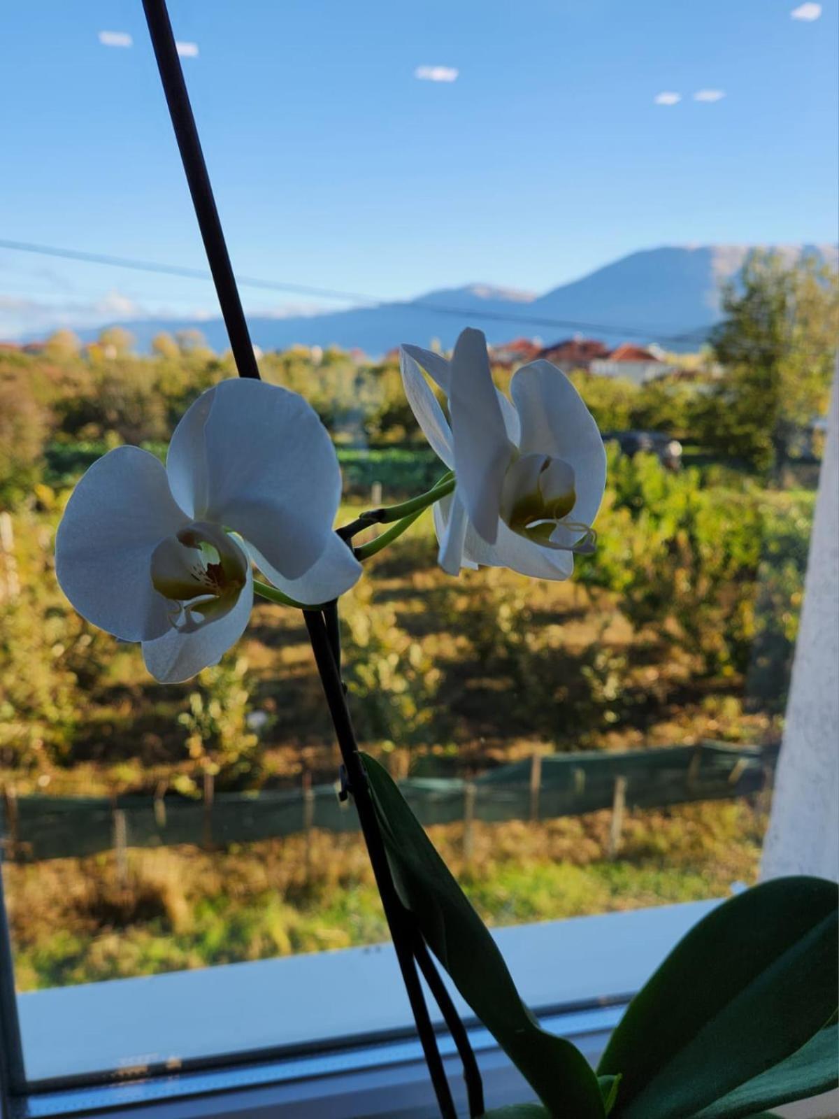 Kompleksi Cfn Albania Bucimas Exterior foto